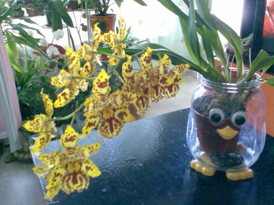 Моята орхидея-камбрия :)