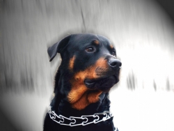 Лол