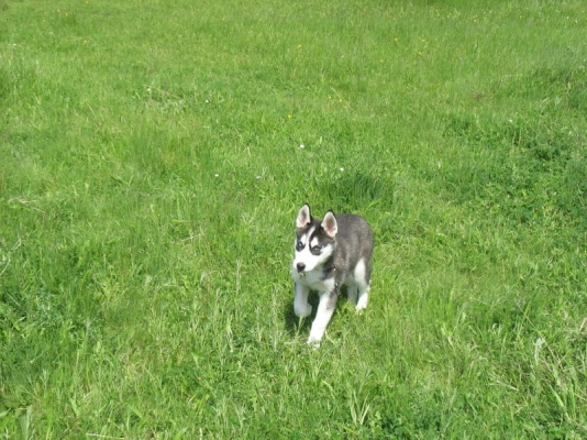 Animal (452).JPG
