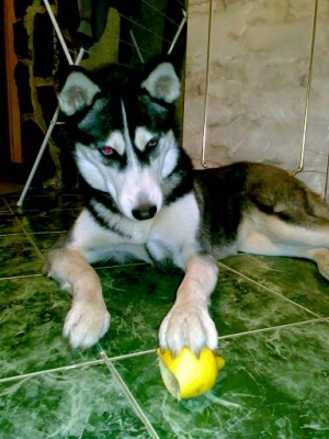 Animal (870)Small.JPG