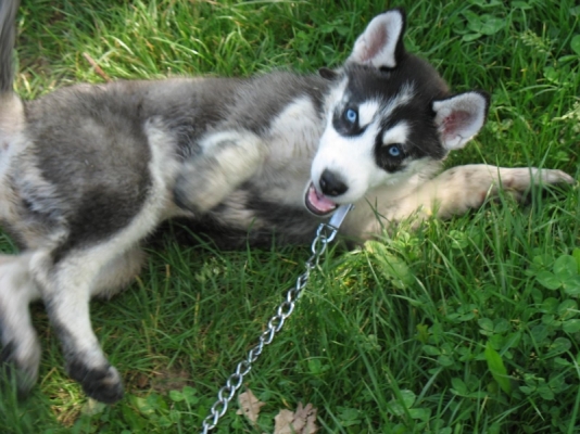 Animal (370).jpg
