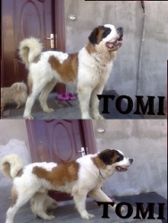 TOMMI