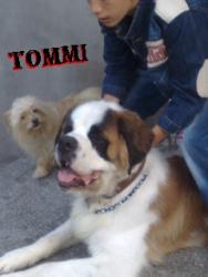 tommi