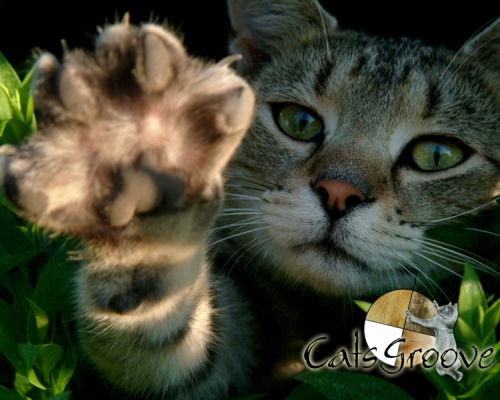 CatsGroove-Wallpapers-0704.jpg