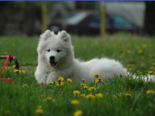 Yuki