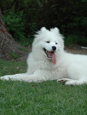 Yuki