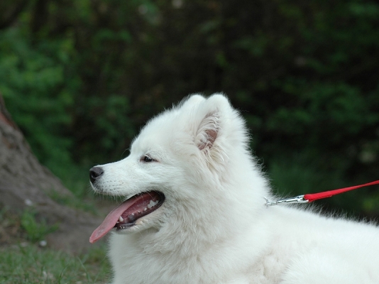 Yuki