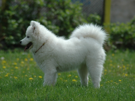 Yuki