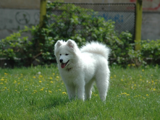 Yuki