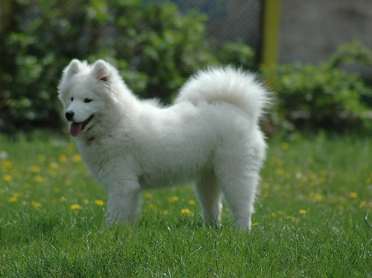 Yuki
