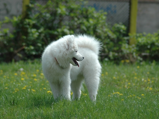 Yuki