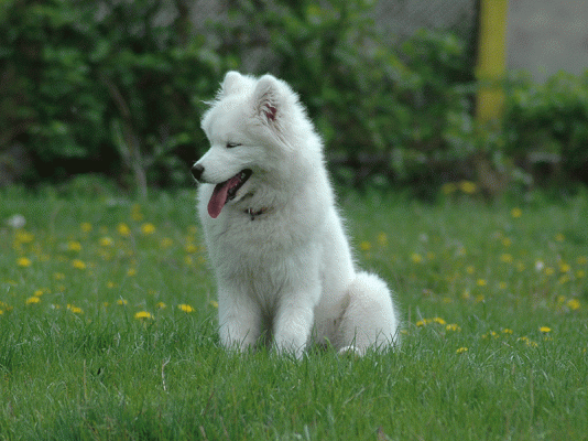 Yuki