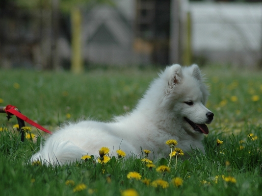 Yuki
