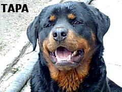 ТАРА1.JPG