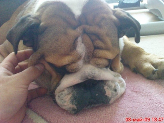 dog.JPG