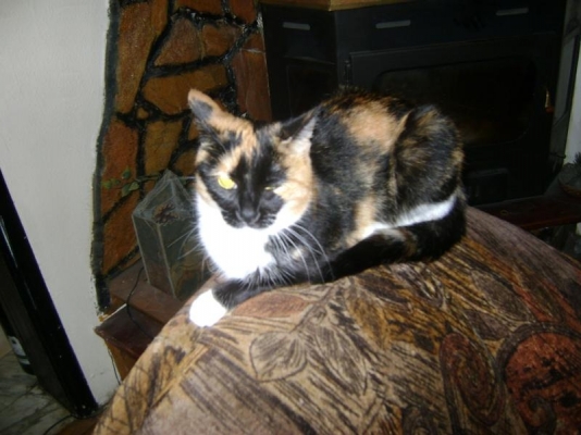 DSC00006.jpg