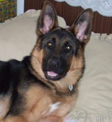 Бокси-Младши Бокси-Младши