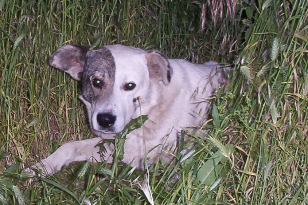 Бим