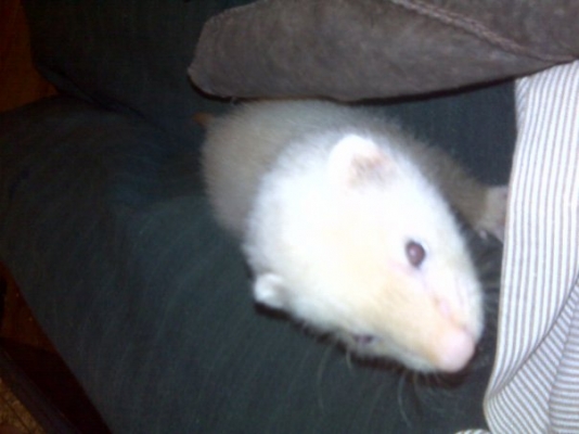 bella Ferret