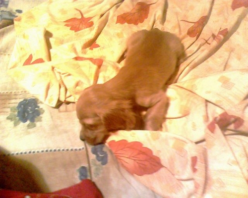 IMG0037A.JPG