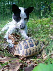 Бу и костенурката