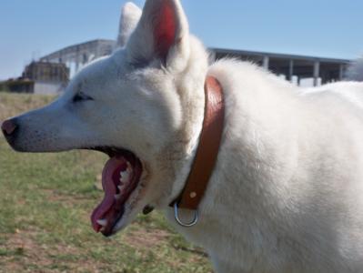 yawning :> 