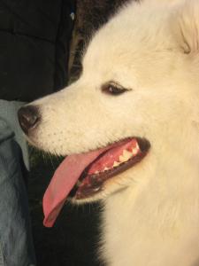 Усмивката на Yuki