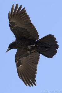 raven_17812.jpg