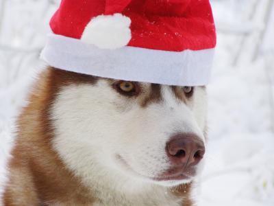 Santa paws