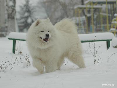 Снежни игри