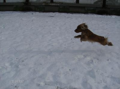 Flying cocker :)