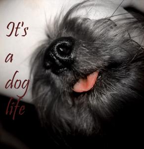 It's a dog life ;D