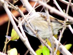 Picture 041.jpg