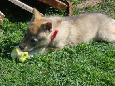 my first apple