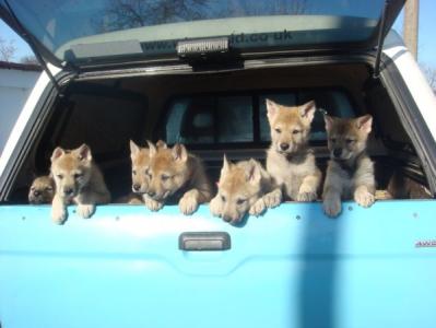 Let us out!