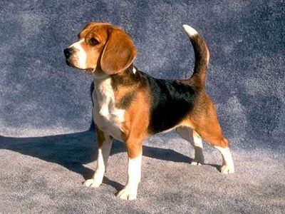 89949-beagle.jpg