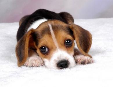 beagle1.jpg