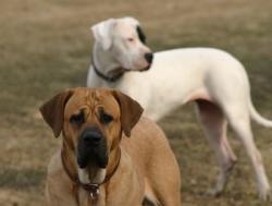 Tosa-inu "Inja" female with Argentino female