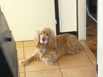   Moli