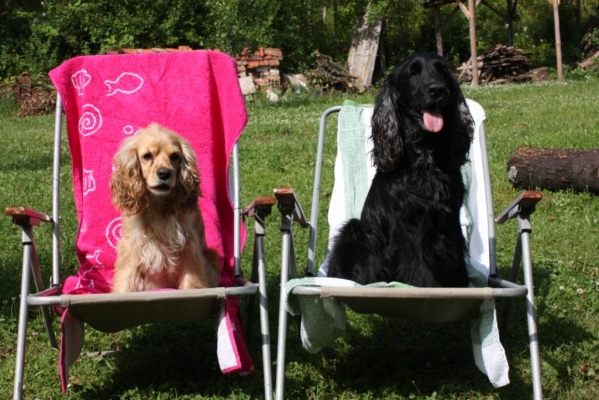 Buddy and Ira on the beach