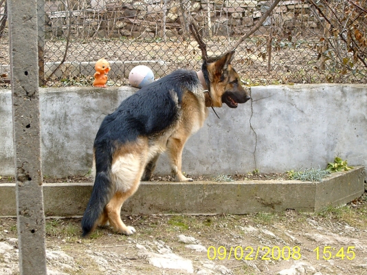 Hektor 4.JPG