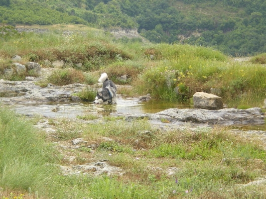 колко е хубаво в локвата