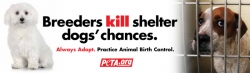 breeders_kill_shelter_dogs_chances.jpg