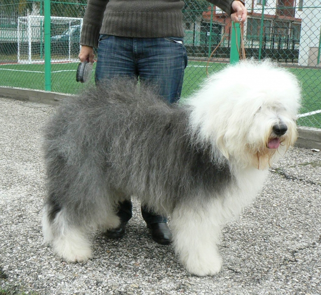 Качена снимка