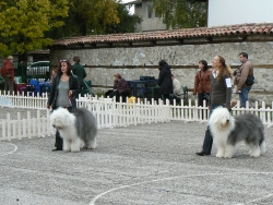 Bansko dog show 15.10.2010