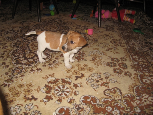 IMG_2455.JPG