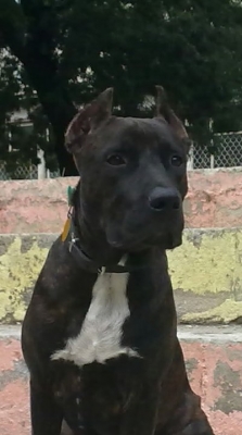 angus1