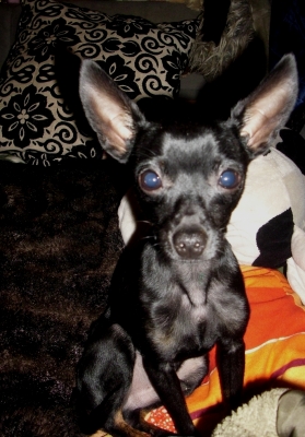 Hunde 007.JPG