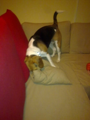 Winston