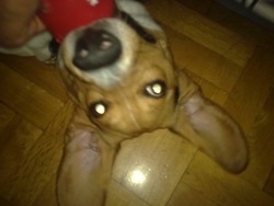 Winston